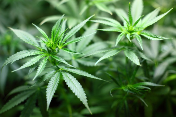 La légalisation du cannabis au Canada ne va pas pousser ceux qui n'en consomment pas