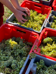 Ambiance morose dans le vignoble français en dépit d’une vendange pleine et de qualité