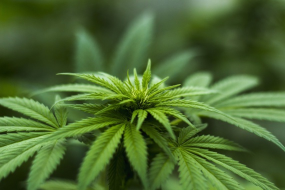 Les Français semblent très favorables à une légalisation du cannabis