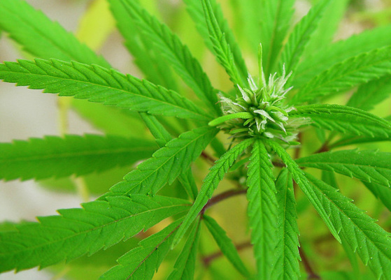 Drogue : L’Etat de Washington légalise le cannabis récréatif