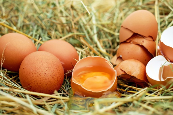 Aldi ne vendra plus d’œufs de poules élevées en batterie