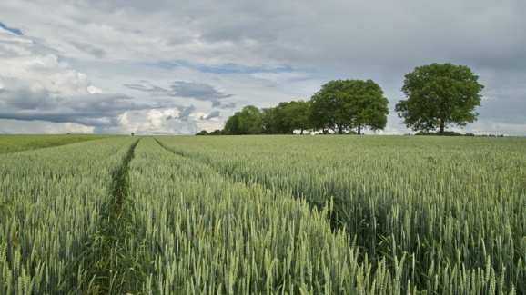 La production de blé en France en chute libre