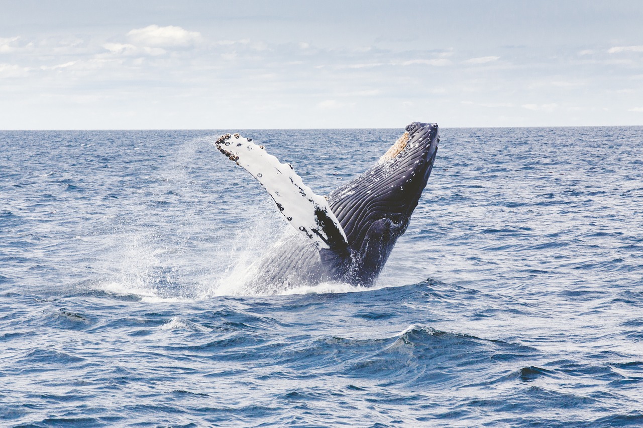 Le Japon va reprendre la chasse commerciale à la baleine