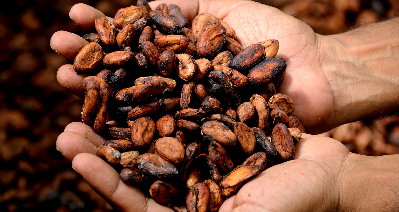 Hausse historique du cours du cacao