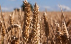 Crise du blé : la FNSEA demande l’aide du gouvernement