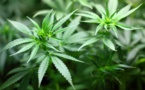 Vers une simple amende pour consommation de cannabis ?
