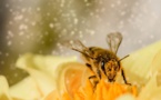 Le gouvernement alloue 3 millions pour les apiculteurs