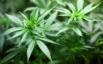 Le cannabis, premier pourvoyeur d'emplois en France ?