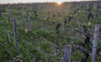 Les voyants sont au vert pour les vins bio français