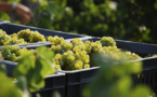 L'Italie devient le premier producteur de vin du monde en 2013