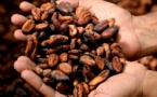 Hausse historique du cours du cacao