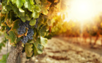 ​L'Italie reprend sa place de premier producteur de vin du monde
