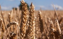 Crise du blé : la FNSEA demande l’aide du gouvernement