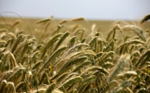 Agriculture : la valeur baisse, le bio progresse