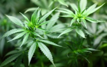 La légalisation du cannabis au Canada ne va pas pousser ceux qui n'en consomment pas