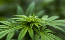 Les Français semblent très favorables à une légalisation du cannabis