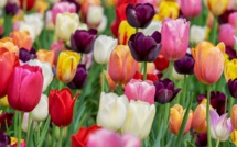 La Banque de France compare cryptomonnaies et tulipomanie