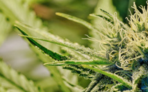 Le Colorado a encaissé 3,5 millions de dollars de la vente de cannabis