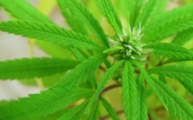 Drogue : L’Etat de Washington légalise le cannabis récréatif