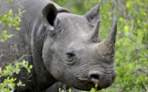 L'Afrique veut légaliser le business des cornes de rhinocéros