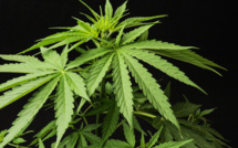 Cannabis : le légaliser rapporterait gros à l’Etat