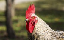 ​Entente sur les prix du poulet : l'Autorité de la Concurrence va sanctionner
