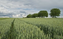 La production de blé en France en chute libre
