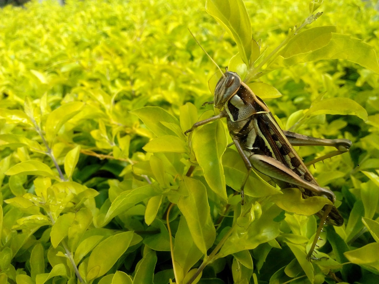 En Suisse, on pourra acheter des burgers d'insectes