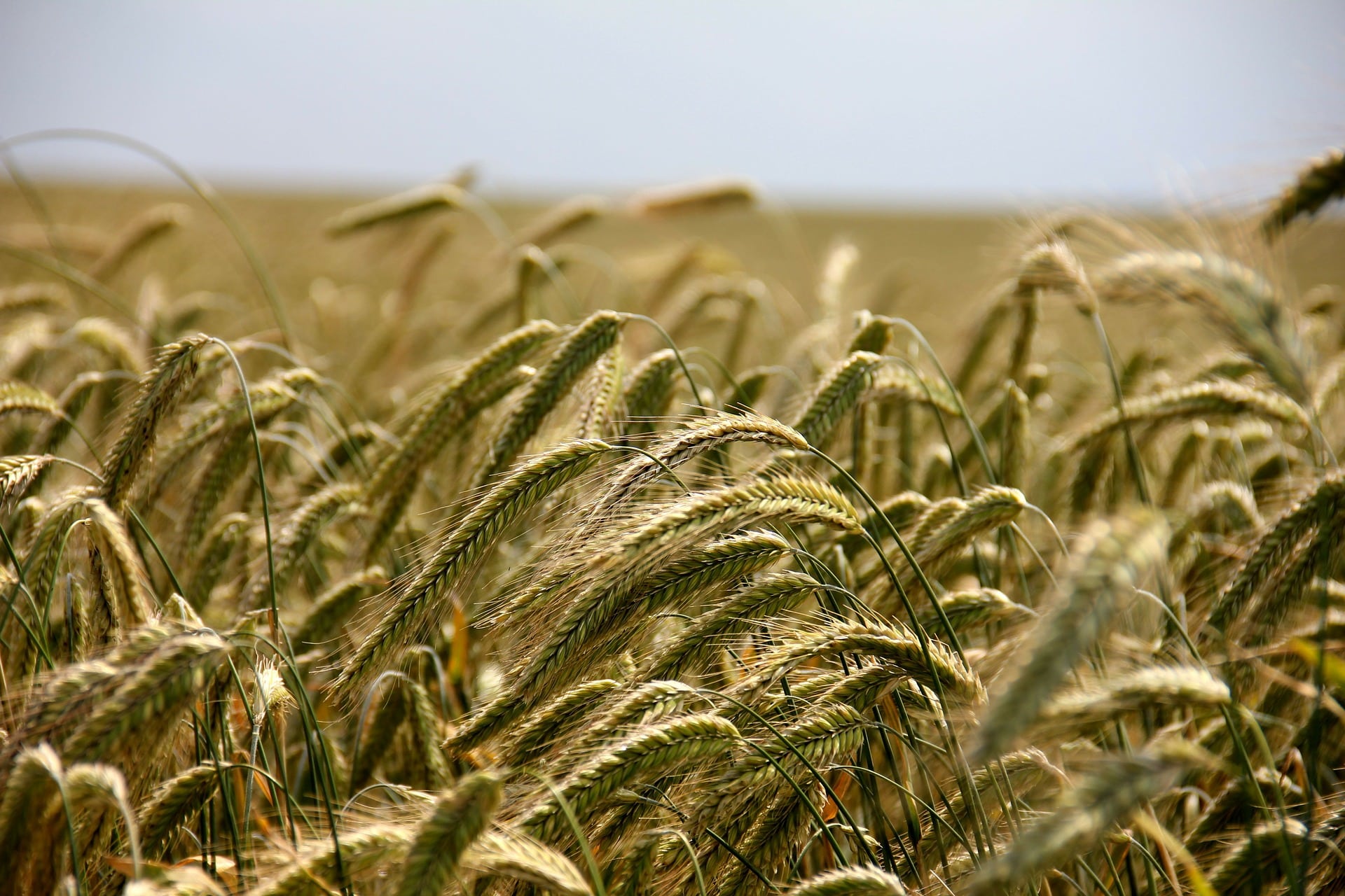 Agriculture : la valeur baisse, le bio progresse