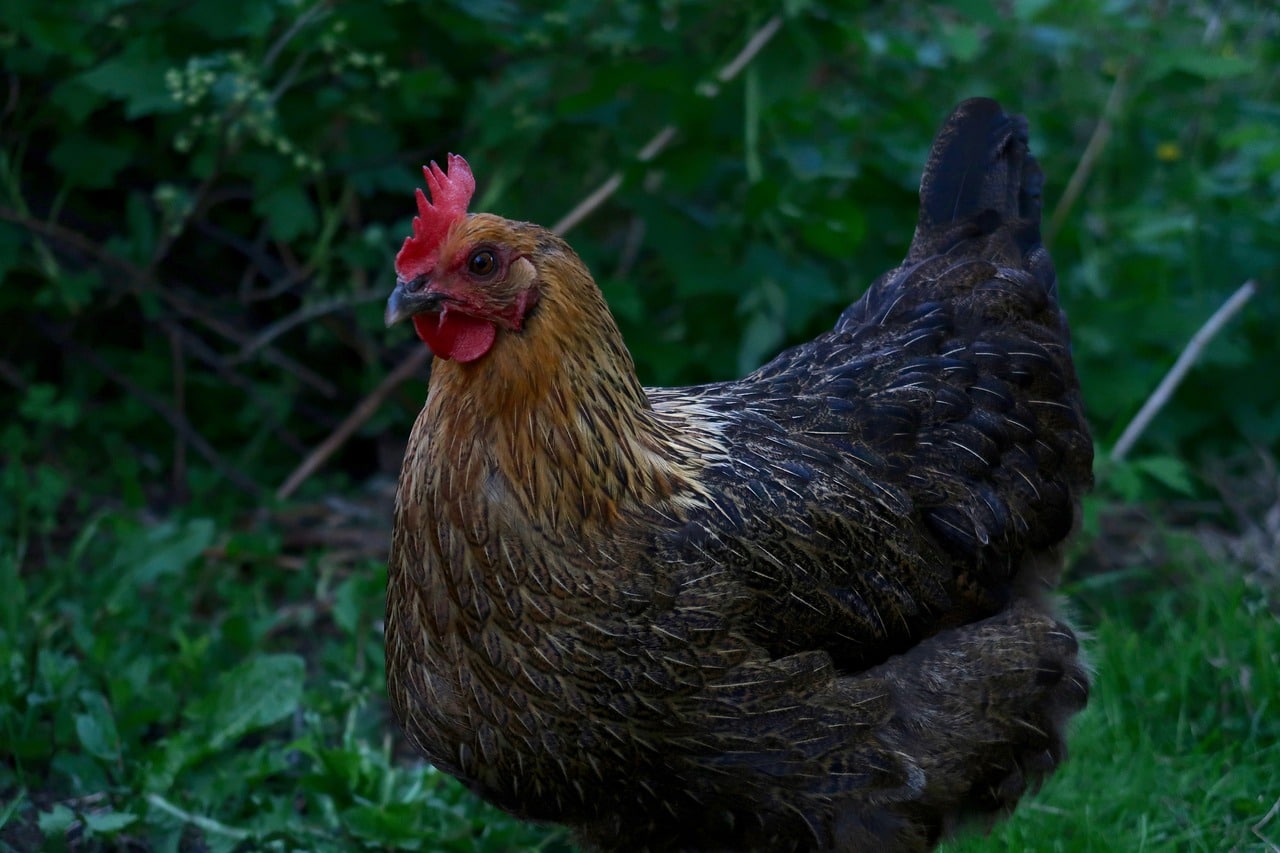 Le volailler Doux vendu à la découpe