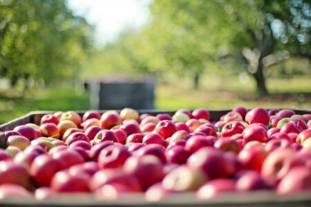 Produits frais bio : les marges de la grande distribution sont trop élevées, selon l'UFC-Que Choisir
