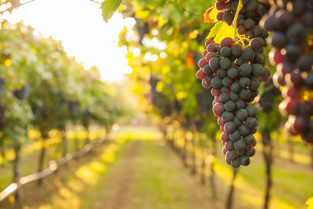 Viticulture : la France prête à renoncer à 40 millions d’euros d’aides européennes