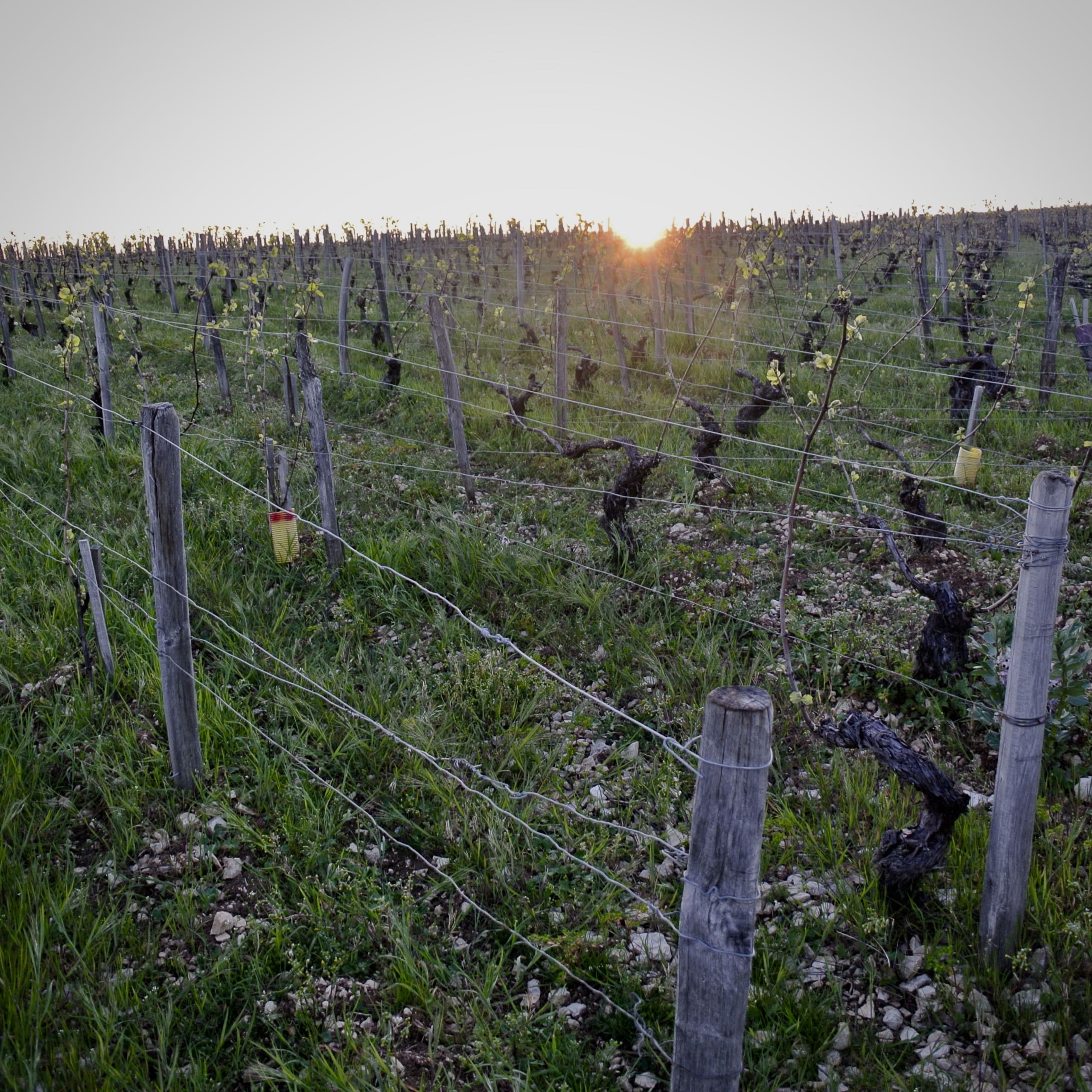 Les voyants sont au vert pour les vins bio français