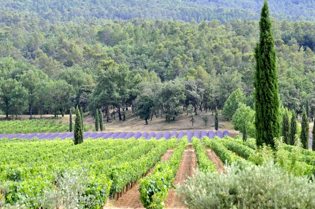 Les Coteaux Varois voient la vie en rose