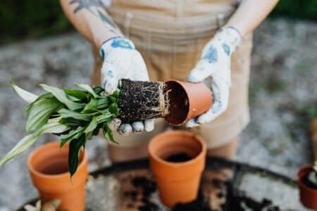 Les ventes de produits de jardinage et de bricolage connaissent un essor