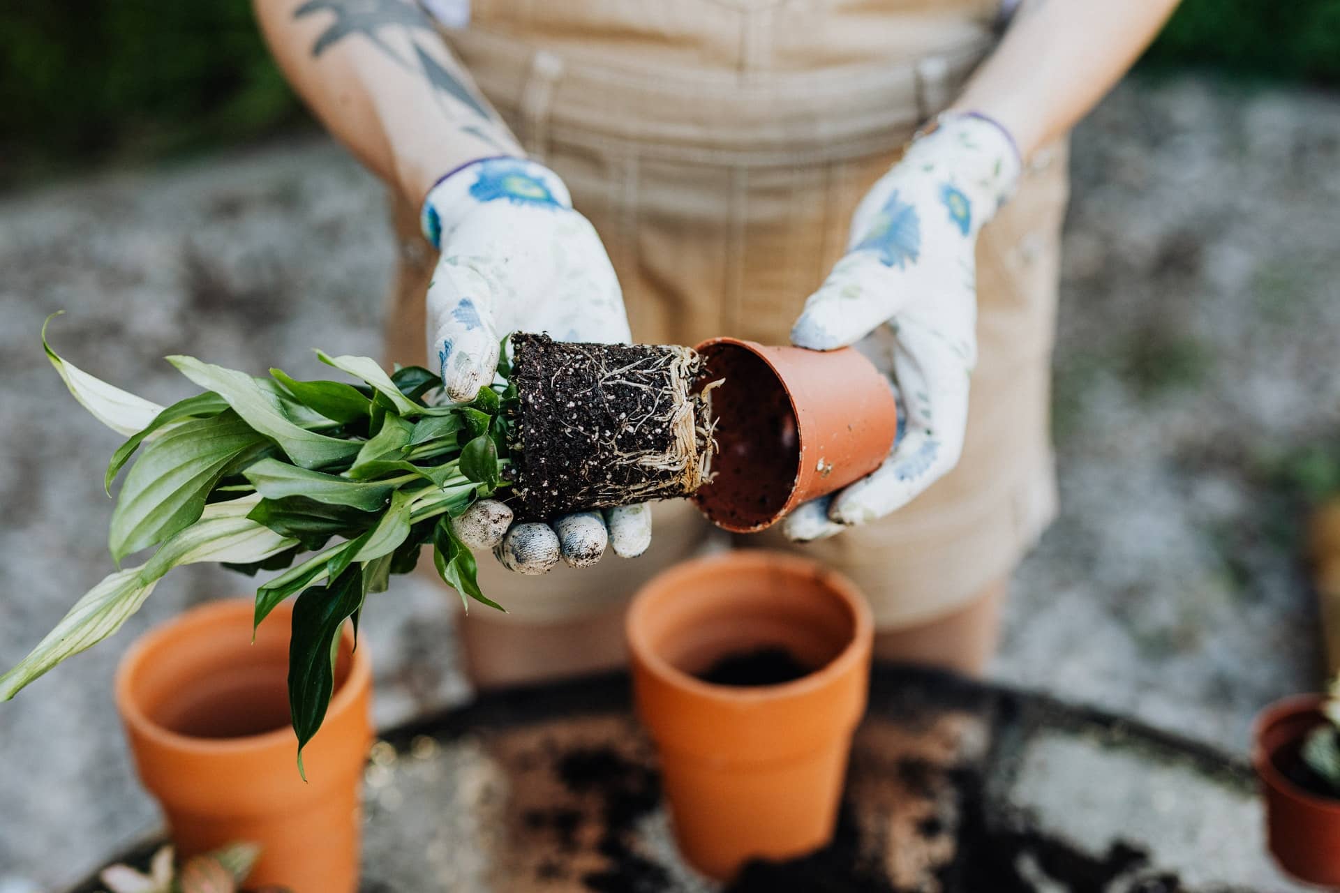 Les ventes de produits de jardinage et de bricolage connaissent un essor