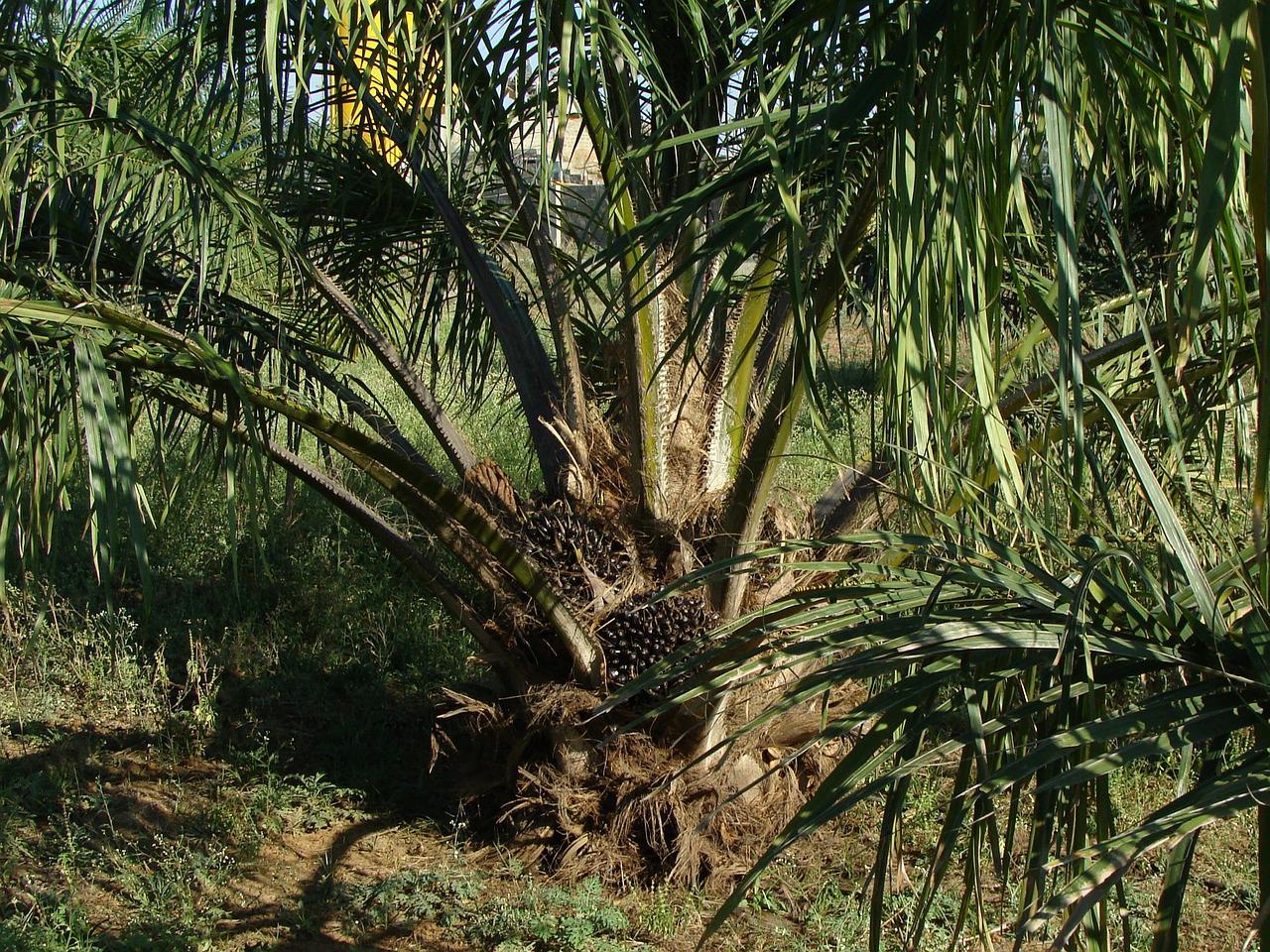 Huile palme : l’Indonésie bloque les exportations et crée une pénurie