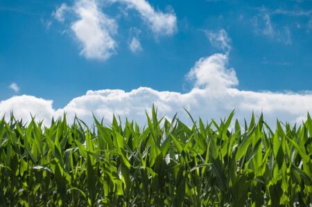 Bruxelles veut imposer des droits de douane sur les céréales russes