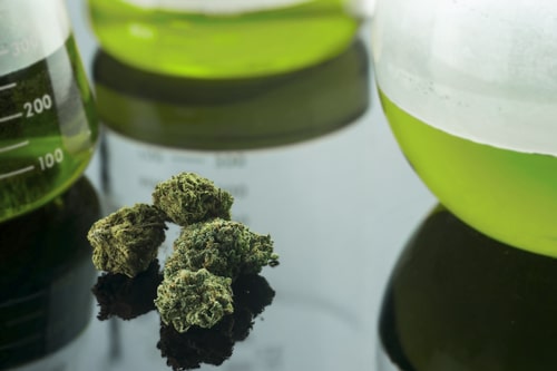 ​L'Italie veut légaliser le cannabis
