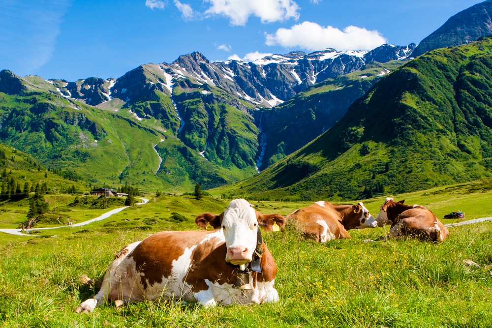 500 millions d'euros d'aide d'urgence pour les agriculteurs européens