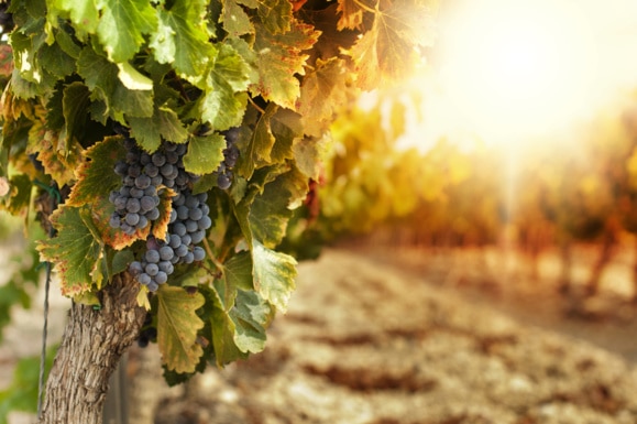 ​L'Italie reprend sa place de premier producteur de vin du monde
