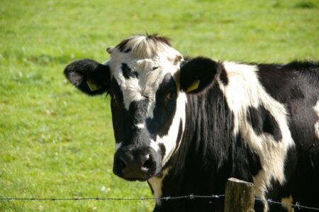 Bruxelles débloque 500 millions d’euros pour l’agriculture
