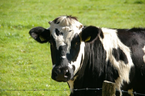 Bruxelles débloque 500 millions d’euros pour l’agriculture