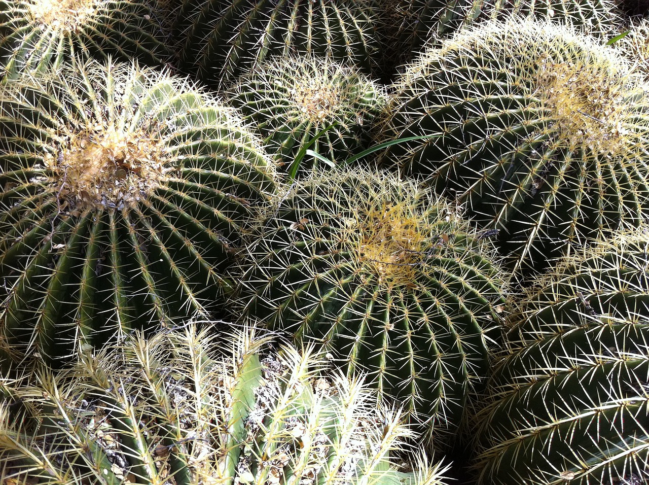 Cactus 553281 1280