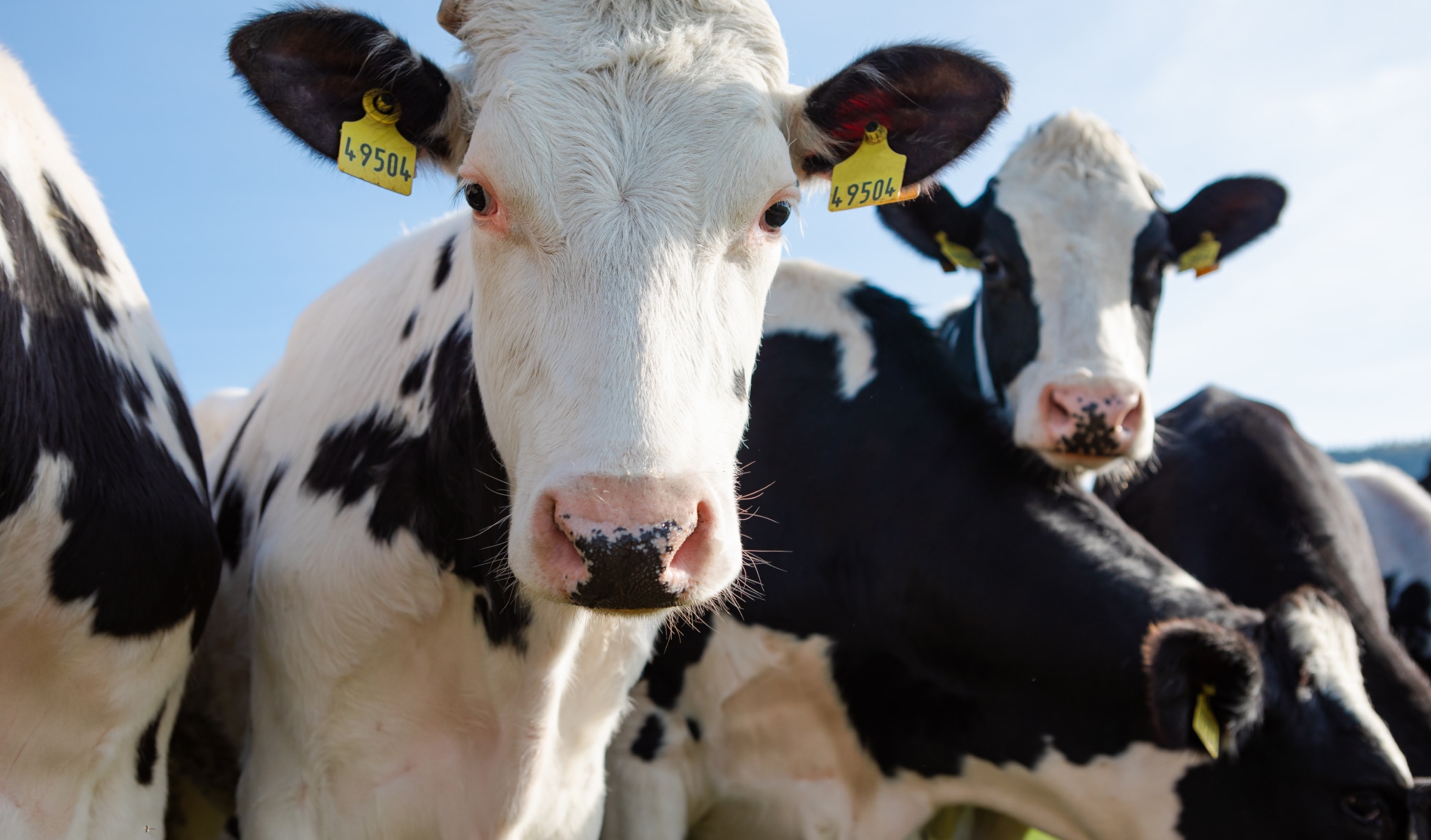 Ce placement insolite rapporte parfois bien plus que le livret A