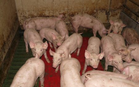 Piglet 11249 1280