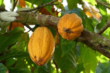 equateur-cacao-rapporte-mines-dor-argent