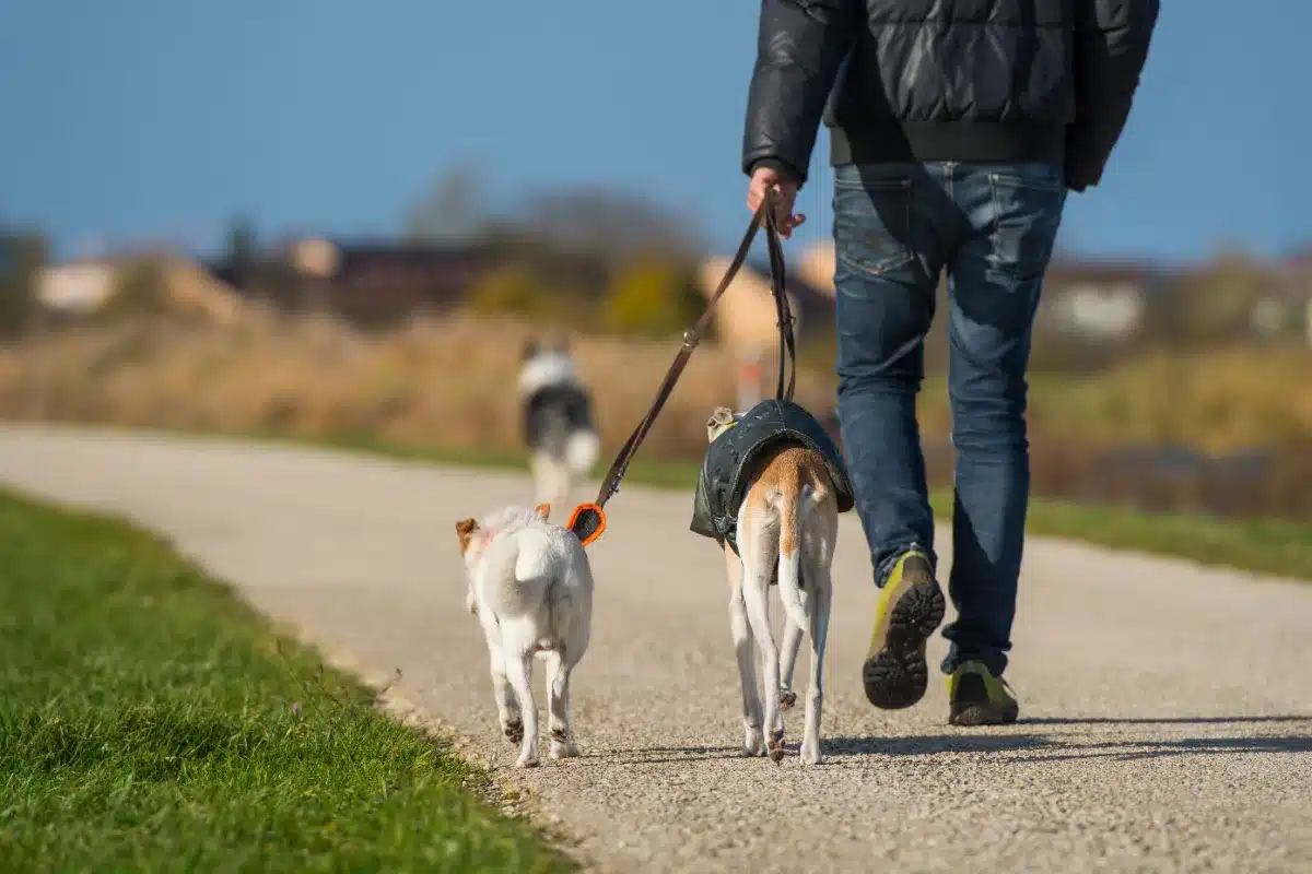Cette erreur banale en balade avec votre chien peut vous coûter 750 € !