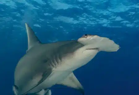 Ils jouaient au golf… jusqu’à ce qu’un squale leur tombe sur la tête