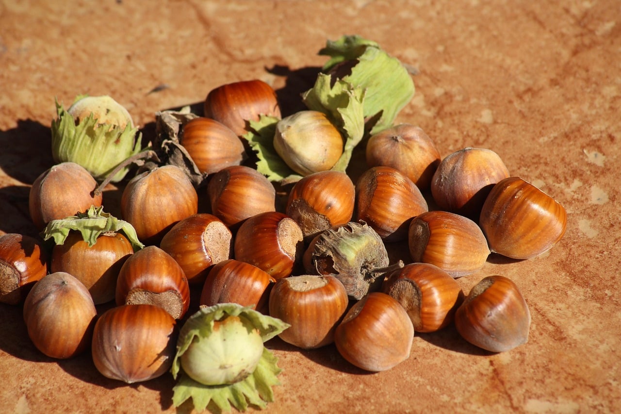 Hazelnuts 3663419 1280